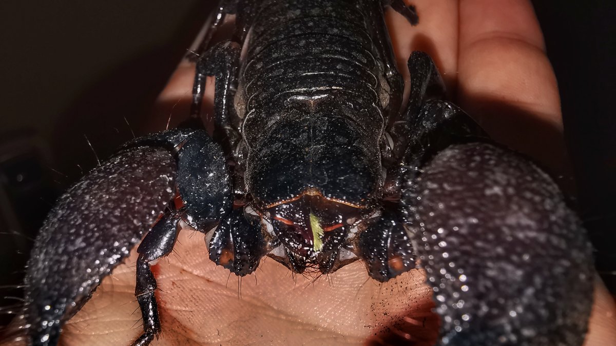 Claude Ran 64 Hours and Produced 318,484 Protein Designs: 17 of Them Bind Scorpion Neurotoxins