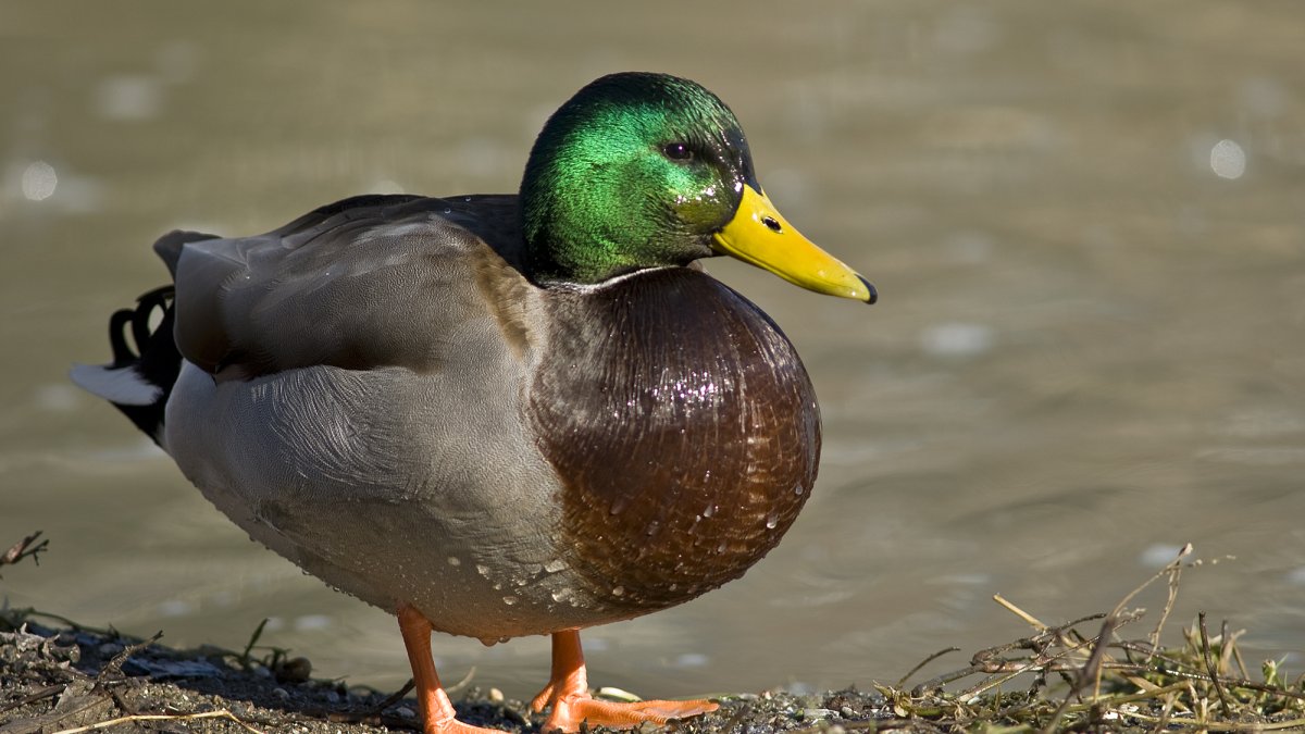DuckDB Now Runs Inside Amazon Aurora PostgreSQL as AWS Ships Its First Native Integration Since Acquiring DuckLabs