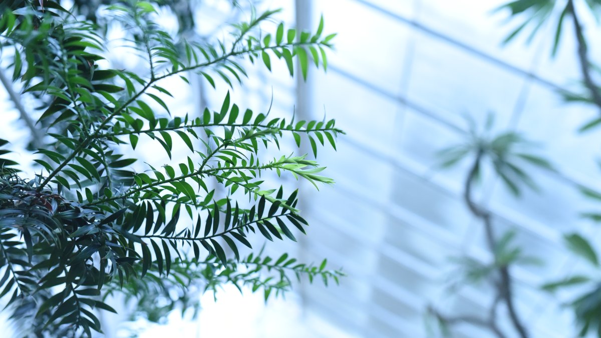 Electric Plant Company Emerges From Stealth With 11.2 Million Dollars and an AI That Reads Plant Electrical Signals