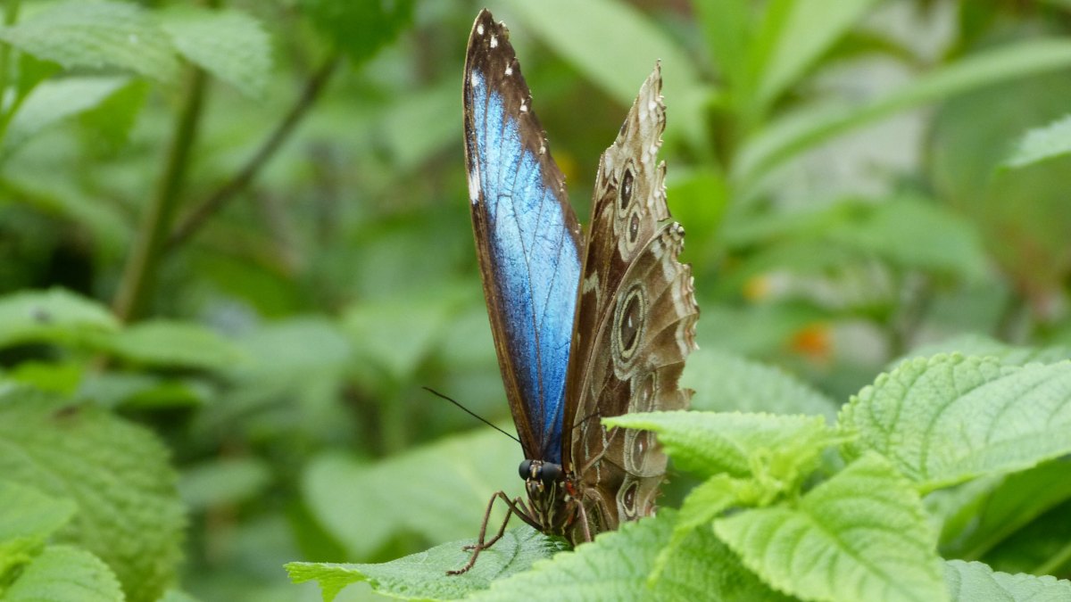 Manus Parent Butterfly Effect Raises More Than $500 Million From Boyu and IDG in Its First Outside Funding Since Returning to Independence