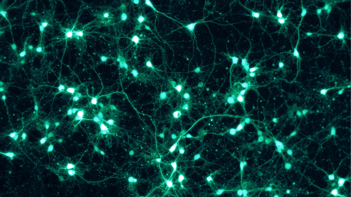 OpenAI Sent Thousands of GPT-Rosalind Agents Through a Mouse Brain Atlas in 32 Minutes